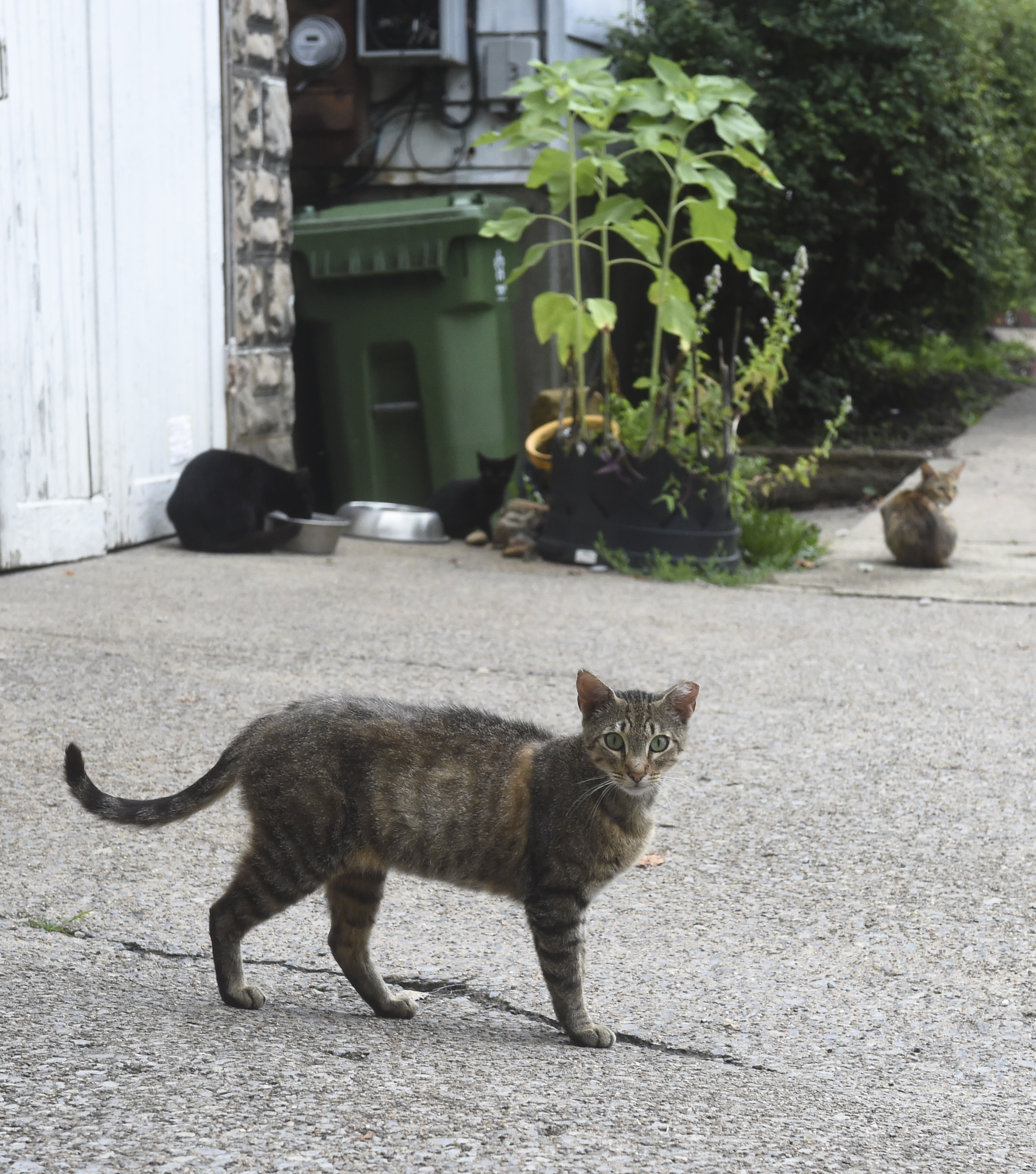 A community catastrophe: South Park residents looking to control cat ...