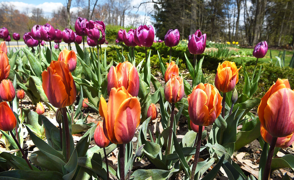 Wvu Core Arboretum And W V Botanic Gardens In Bloom For Early