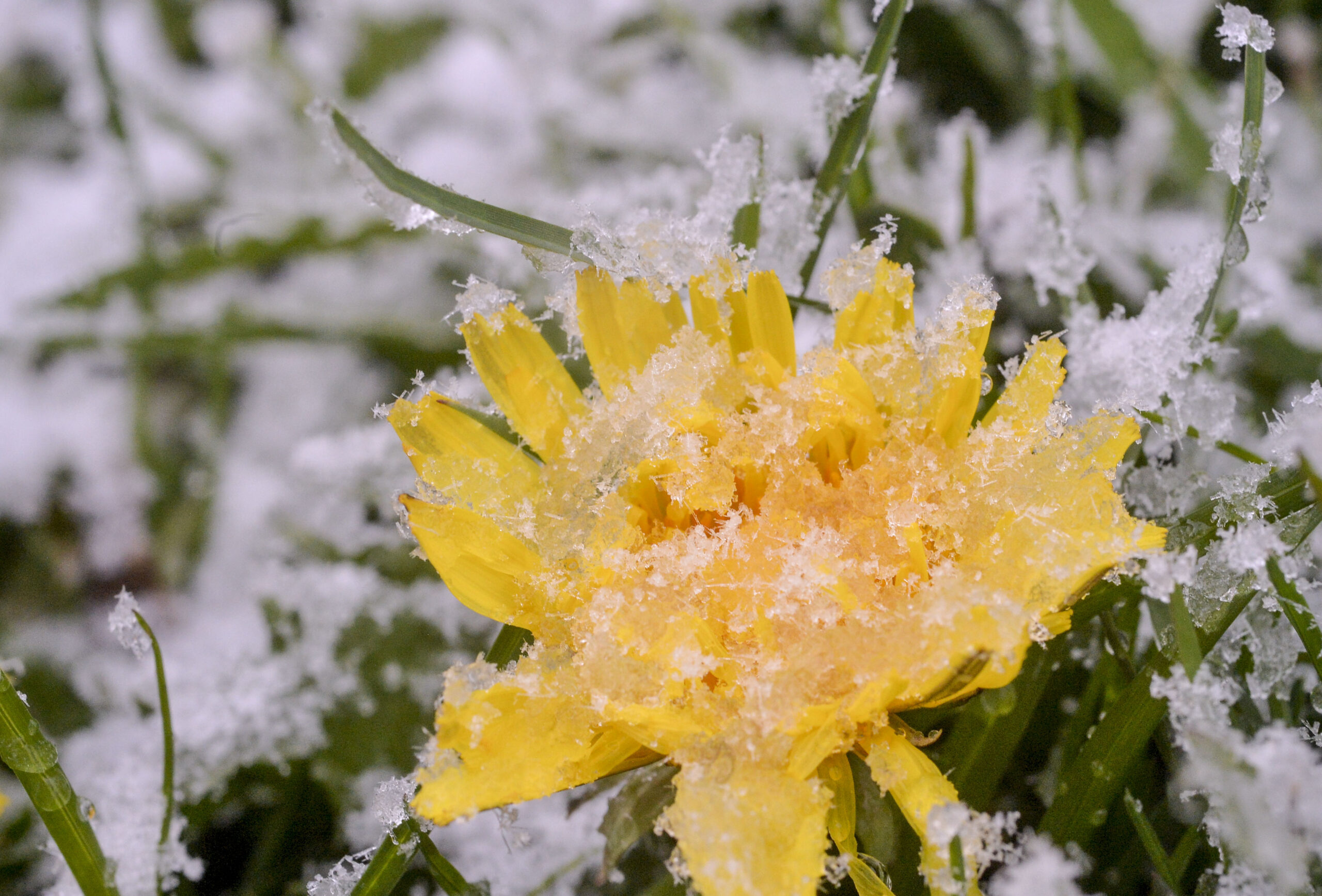 snow flower