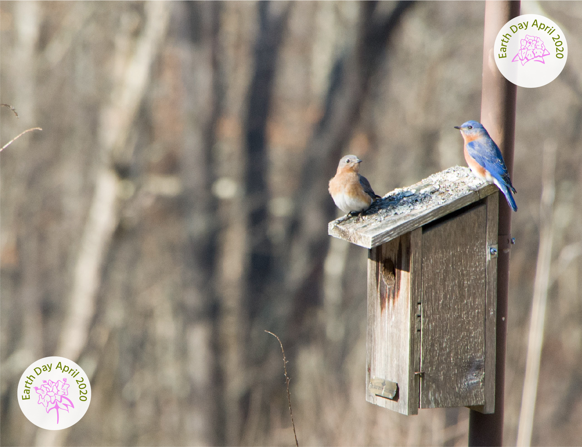 An Eastern Blue Bird couple sits atop a nesting box designed for their needs.