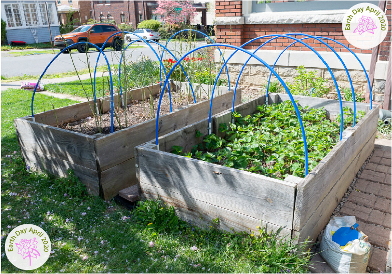raised beds with hoops