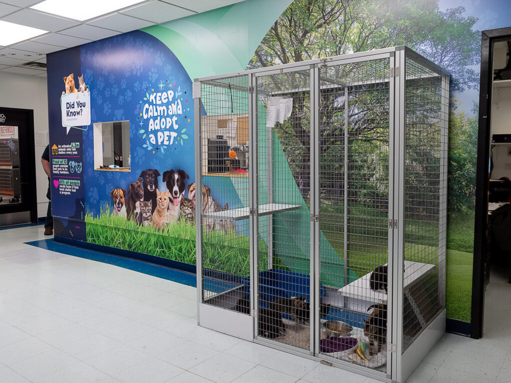 Mon County Canine Adoption Center new cat cages and wall art