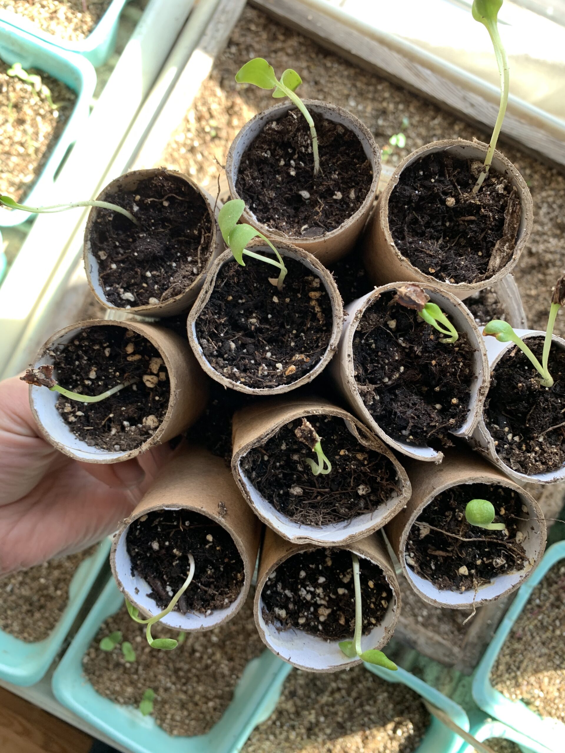 toilet paper roll seed starters