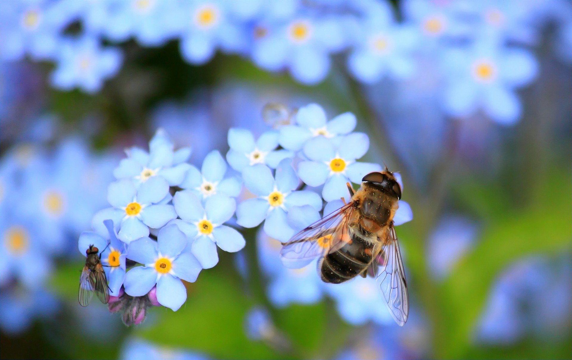 pollinators on forget-me-nots