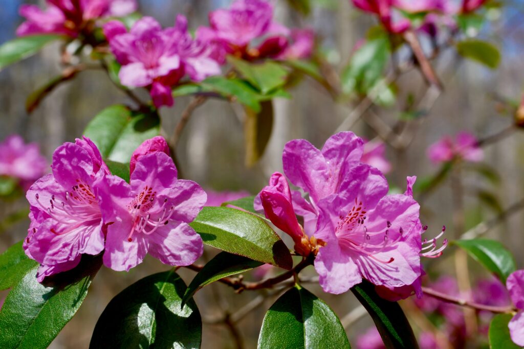 Rhododendron “Olga Mezitt”