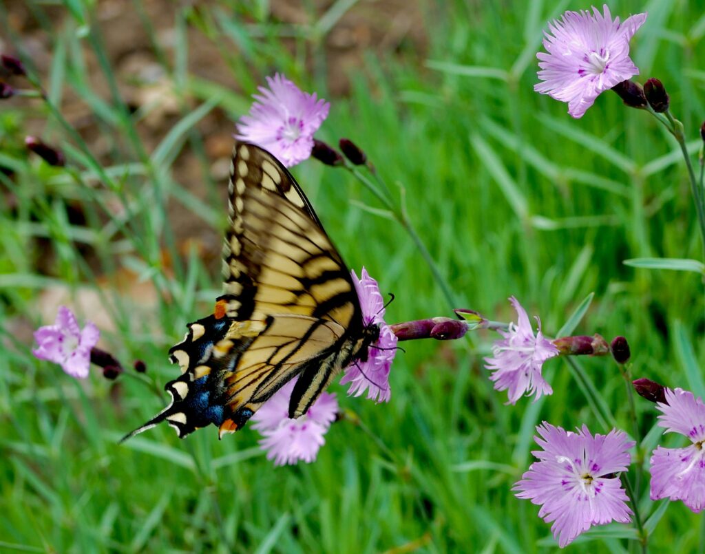 A tiger swallowtail on Dianthus
