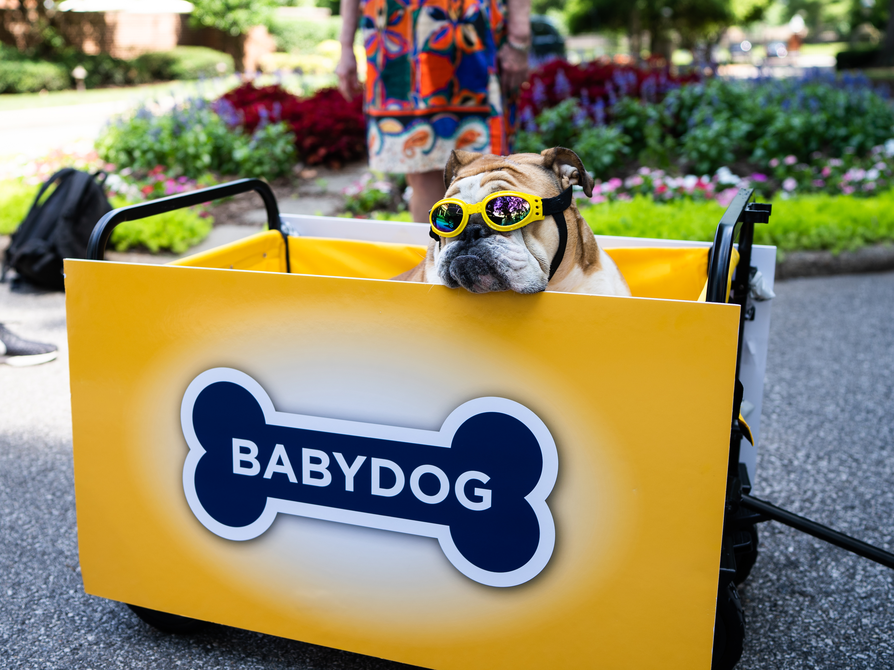 babydog in branded cart