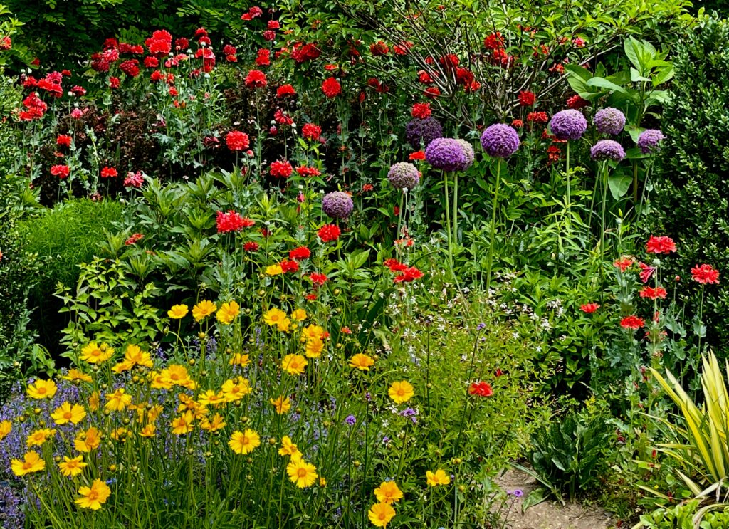 red double poppies, “Globemaster” allium, and lance-leaved coreopsis