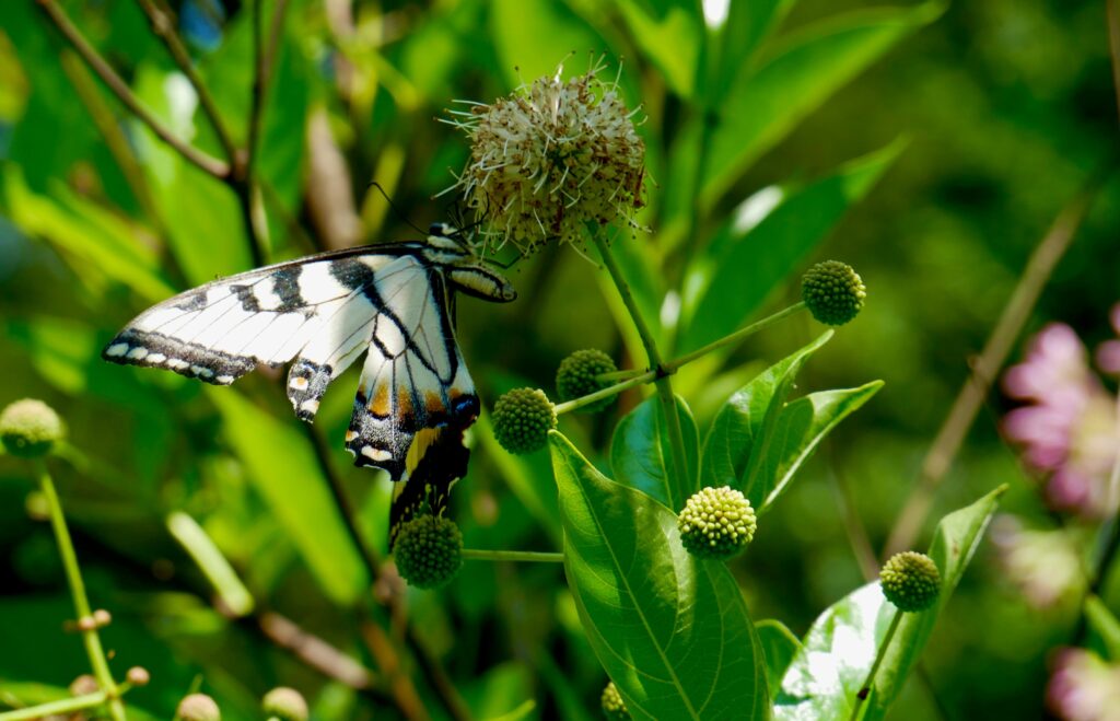 swallowtail on buttonbush