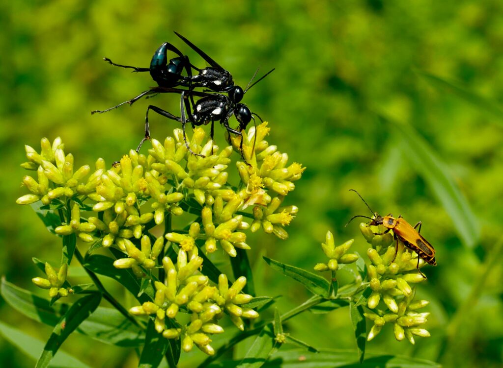 mating wasps