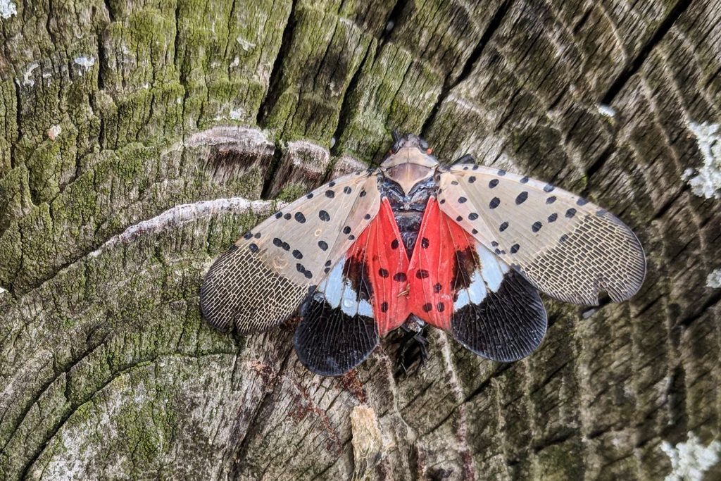 SpottedLanternflyFeature-
